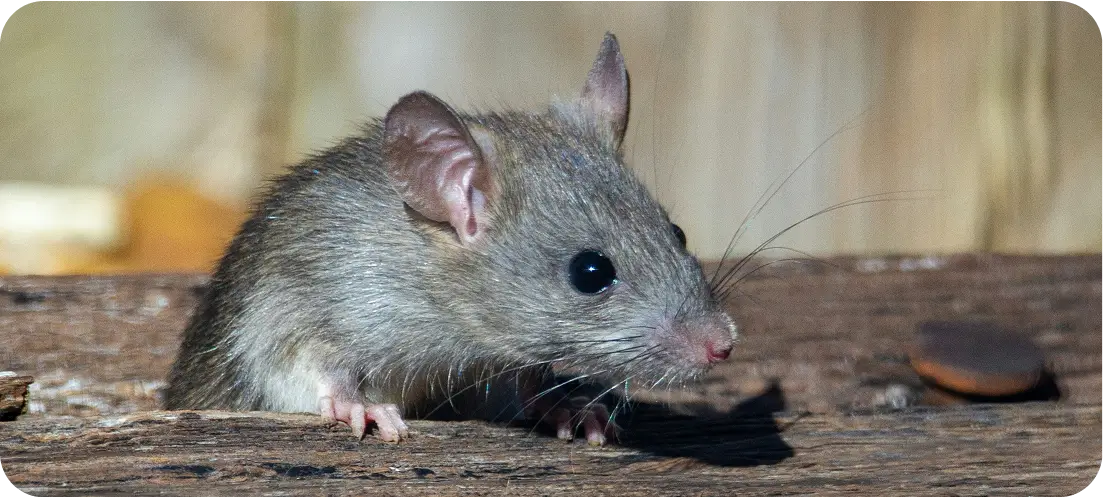 Mäuse, Ratten, Schaben, Ungeziefer ImmoTopService GmbH Pascal Wullschleger