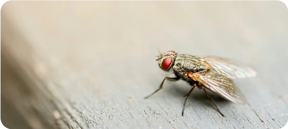 Fliegenplage im Herbst und Frühling ImmoTopService GmbH Pascal Wullschleger